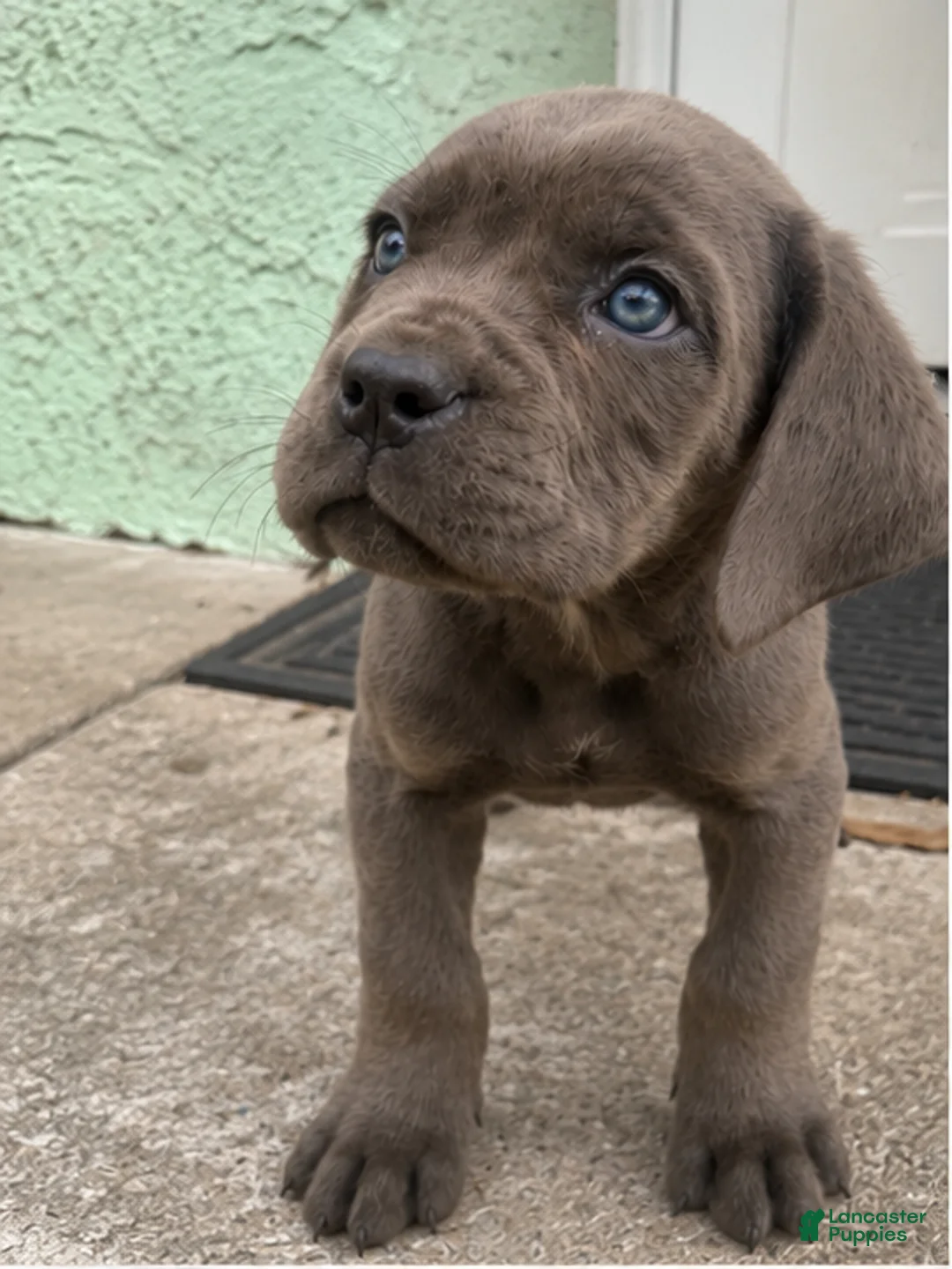 Cane Corso dogs for sale: Cane Corso 1 - Ad 1