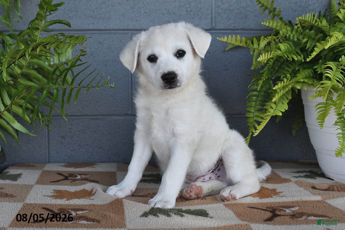 Mixed Breed dogs Echo - Ad 1