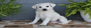 Echo
