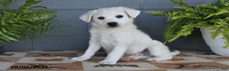 Mixed Breed dogs for sale: Echo - Ad 1