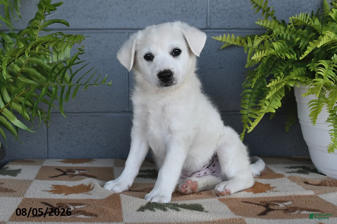 Mixed Breed dogs for sale: Echo - Ad 1