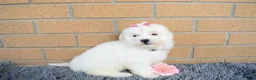Maltese dogs for sale: Brooke 🎀 - Ad 4