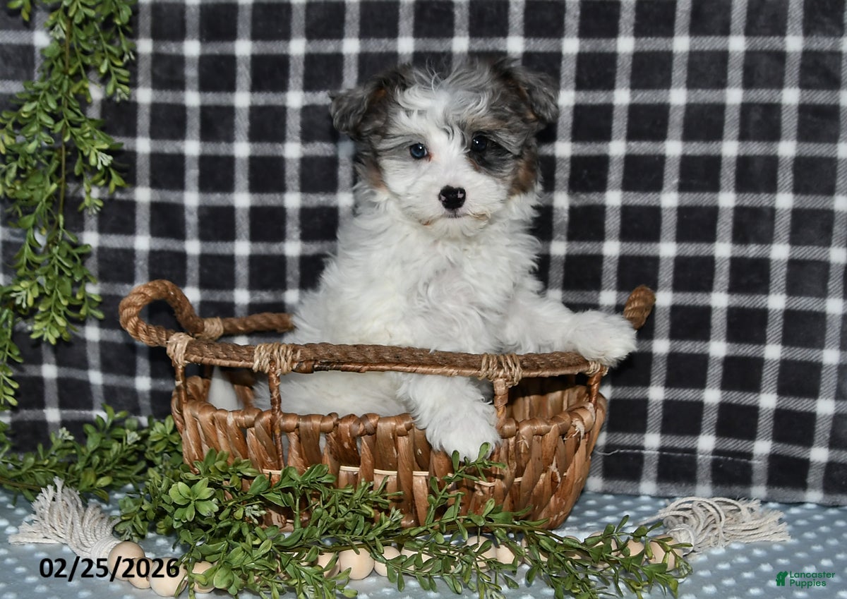 Havapoo dogs Emily - Ad 2