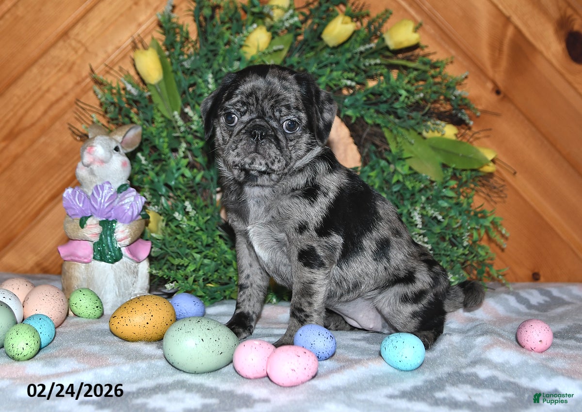 Pug dogs Dori - Ad 2