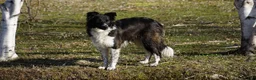 Border Collie dogs for sale: Aria - Ad 5