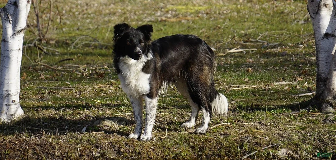 Border Collie dogs for sale: Aria - Ad 5