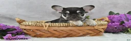 French Bulldog dogs for sale: Harley - Ad 1