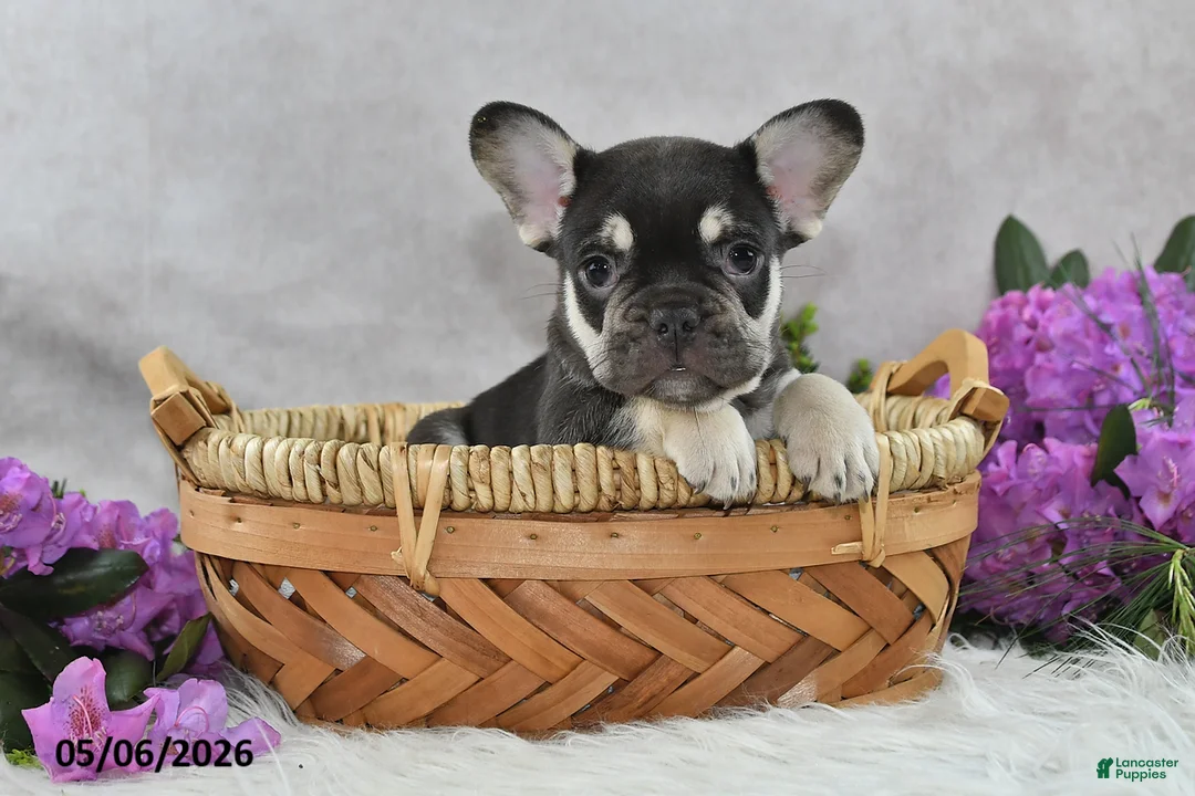 French Bulldog dogs for sale: Harley - Ad 1