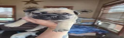 Frenchton dogs for sale: Blue - Ad 11
