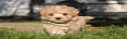 Maltipoo dogs for sale: Lane - Ad 12