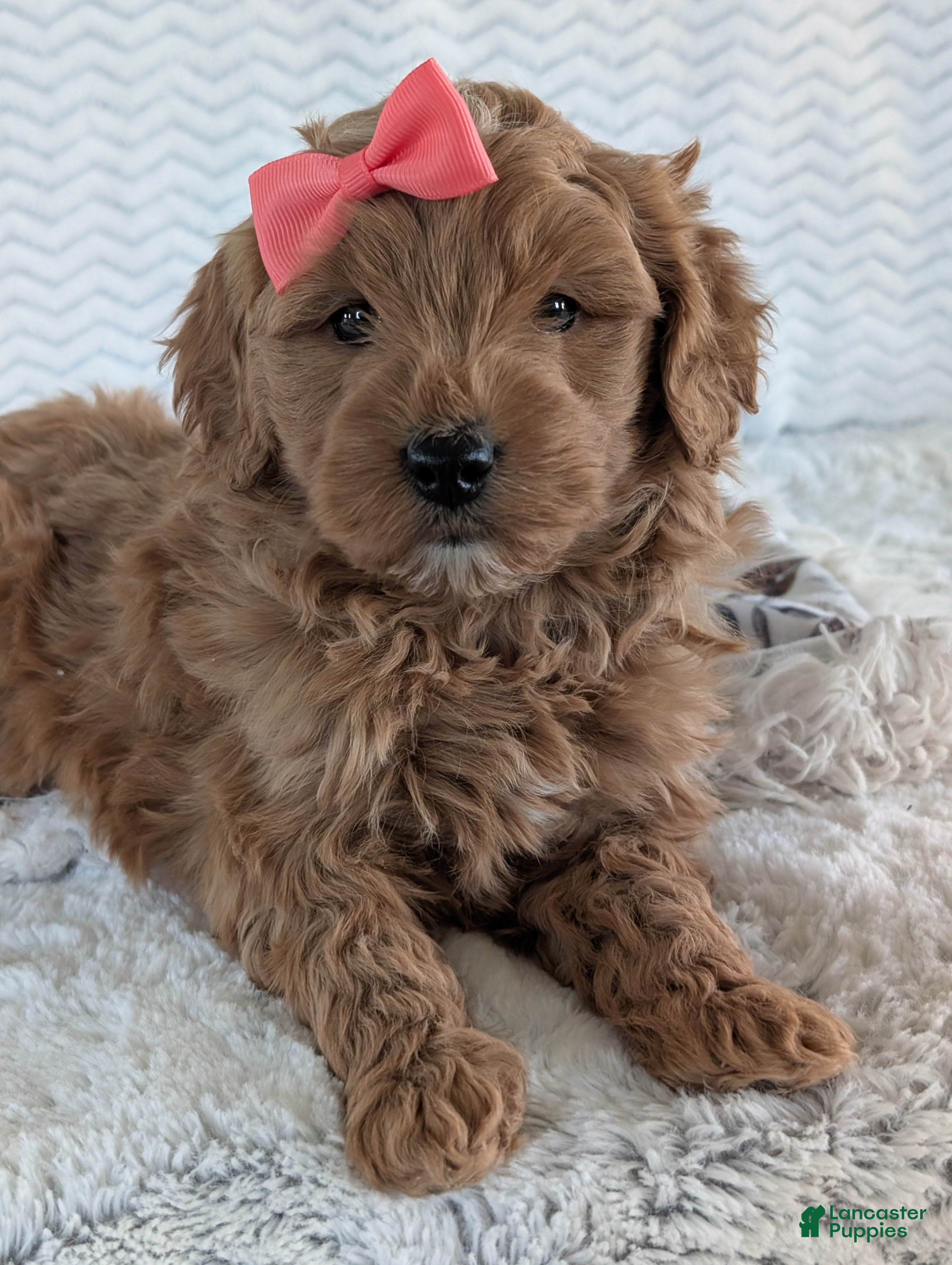 Goldendoodle dogs Bella - Ad 2