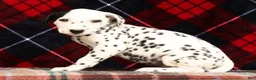 Dalmatian dogs for sale: Bella - Ad 4