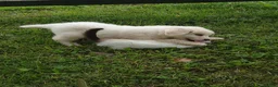 Great Pyrenees dogs for sale: Buck - Ad 2