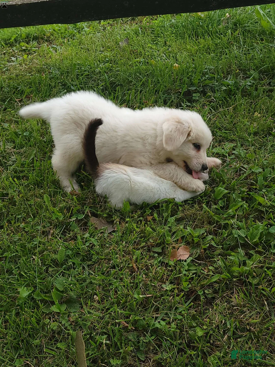 Great Pyrenees dogs for sale: Buck - Ad 2