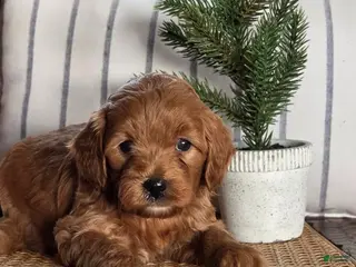 Mini Goldendoodle dogs Sage - Ad 5