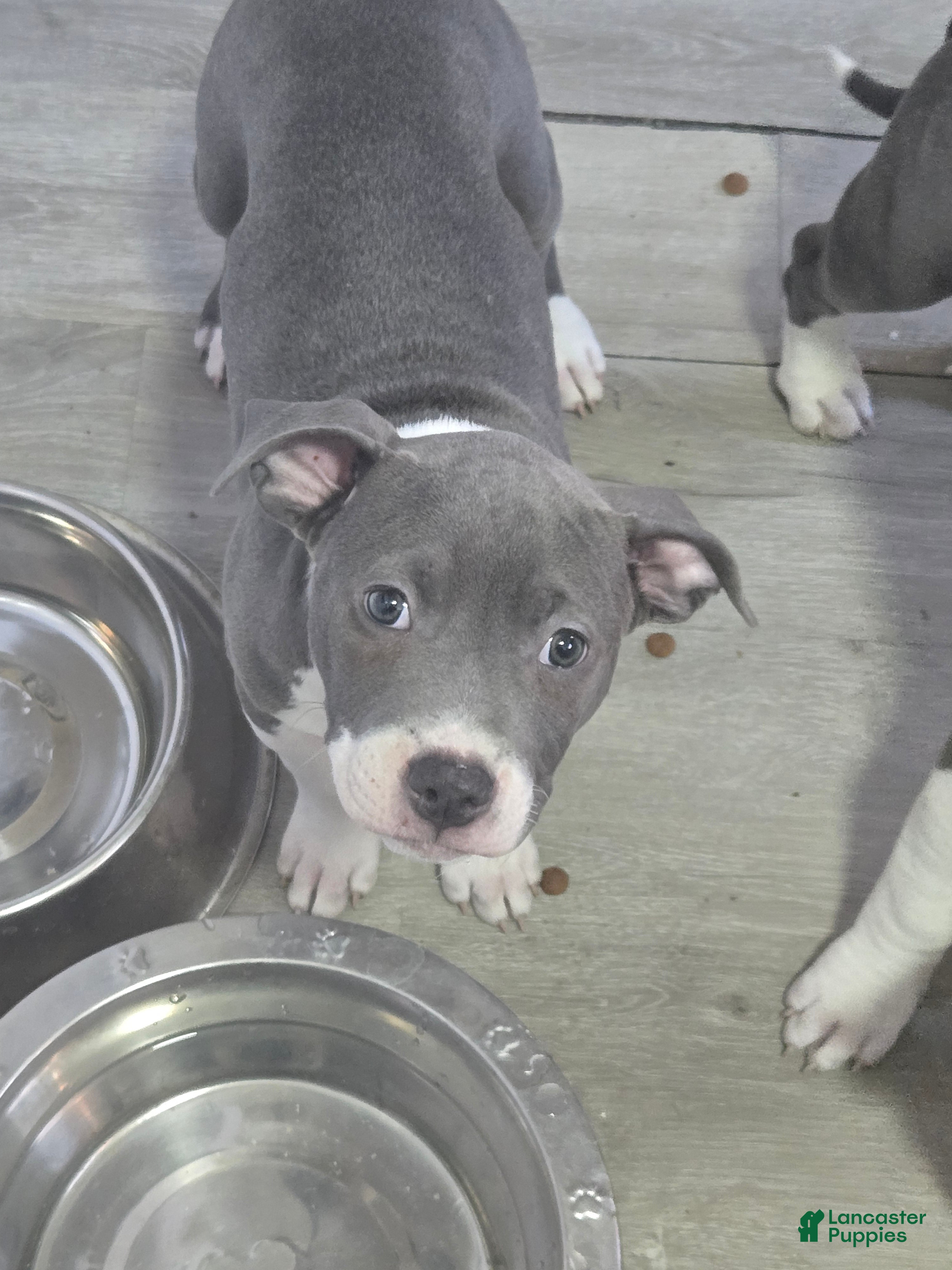 Mixed Breed dogs Staffshire terrier,American bully #3 - Ad 14