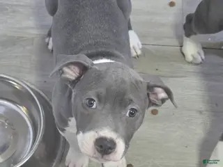 Mixed Breed dogs Staffshire terrier,American bully #3 - Ad 14