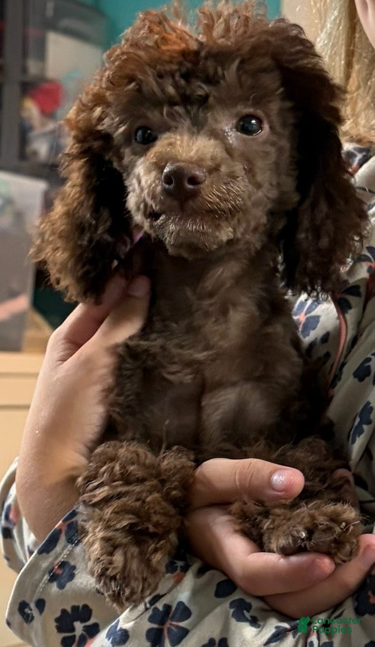 Miniature Poodle dogs Cherry - Ad 2