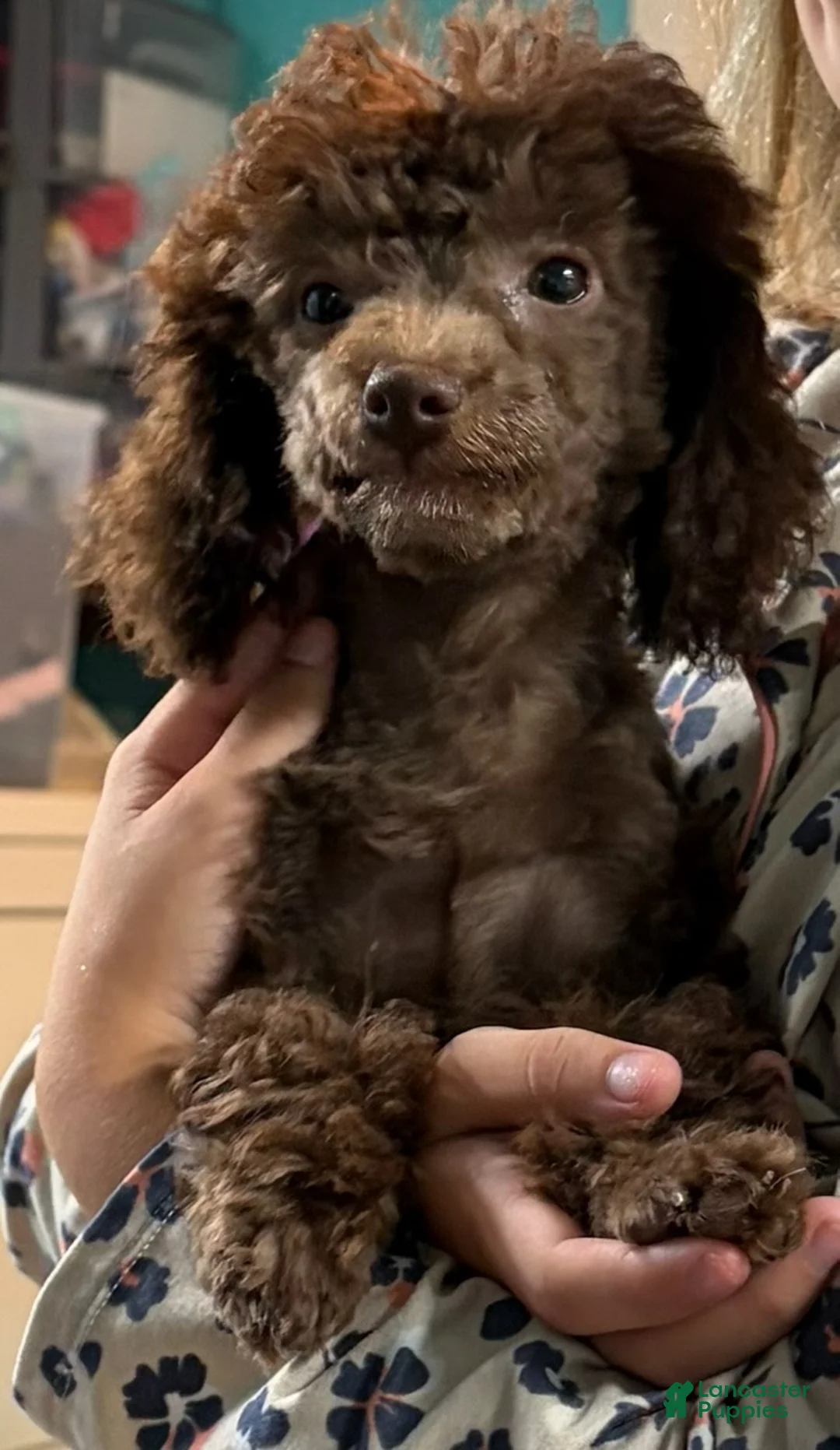 Miniature Poodle dogs for sale: Cherry - Ad 2