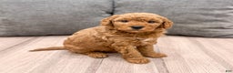 Mini Goldendoodle dogs for sale: Bingo - Ad 2