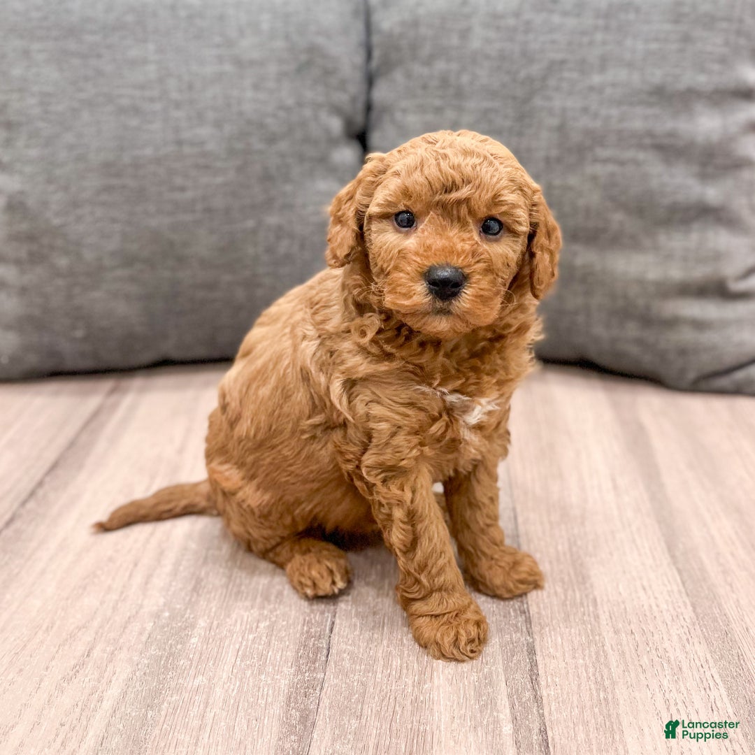Mini Goldendoodle dogs for sale: Bingo - Ad 2
