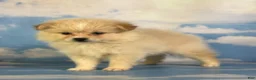 Pomeranian dogs for sale: Tipton - Ad 5
