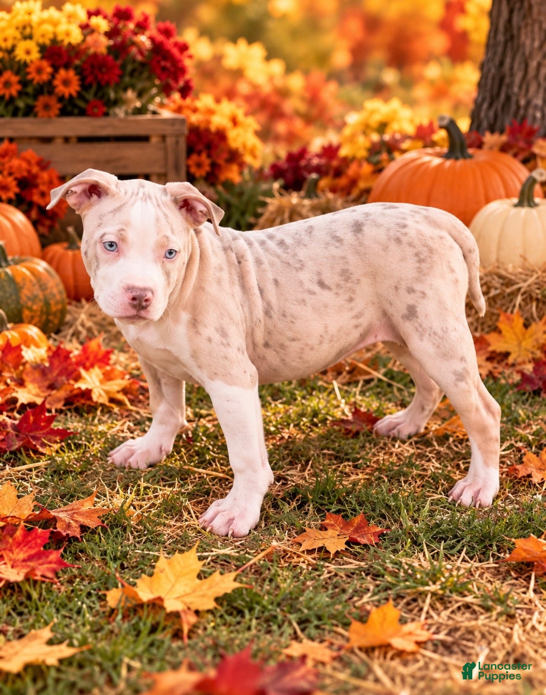 American Bully dogs for sale: American Bully Female - 2 - Ad 4