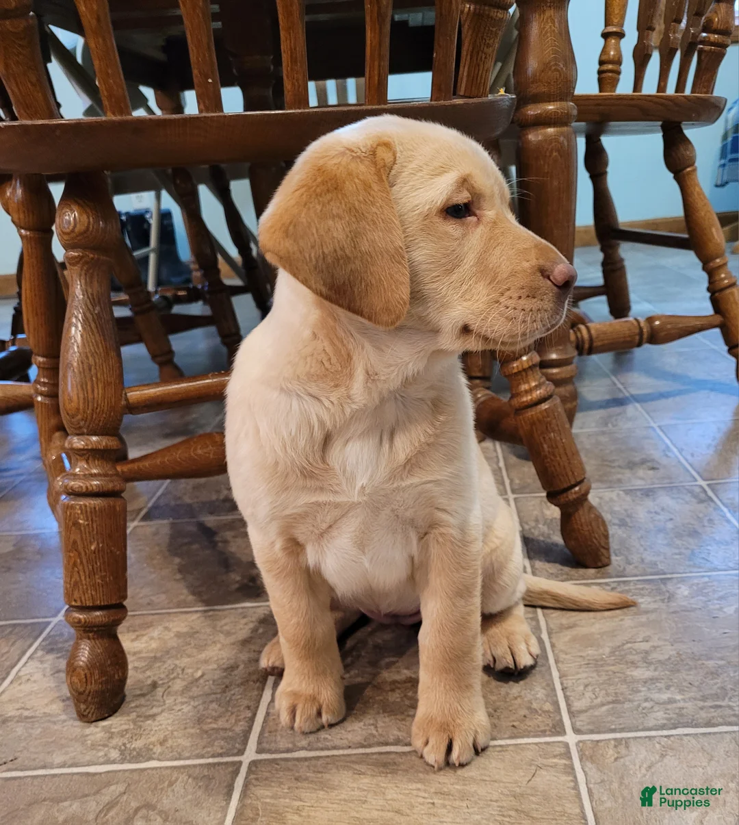 Labrador Retriever dogs for sale: Paisley  - Ad 5