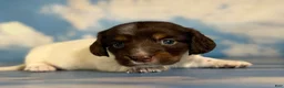 Miniature Dachshund dogs for sale: Valerie LH PRA clear OFA Chic parents - Ad 6