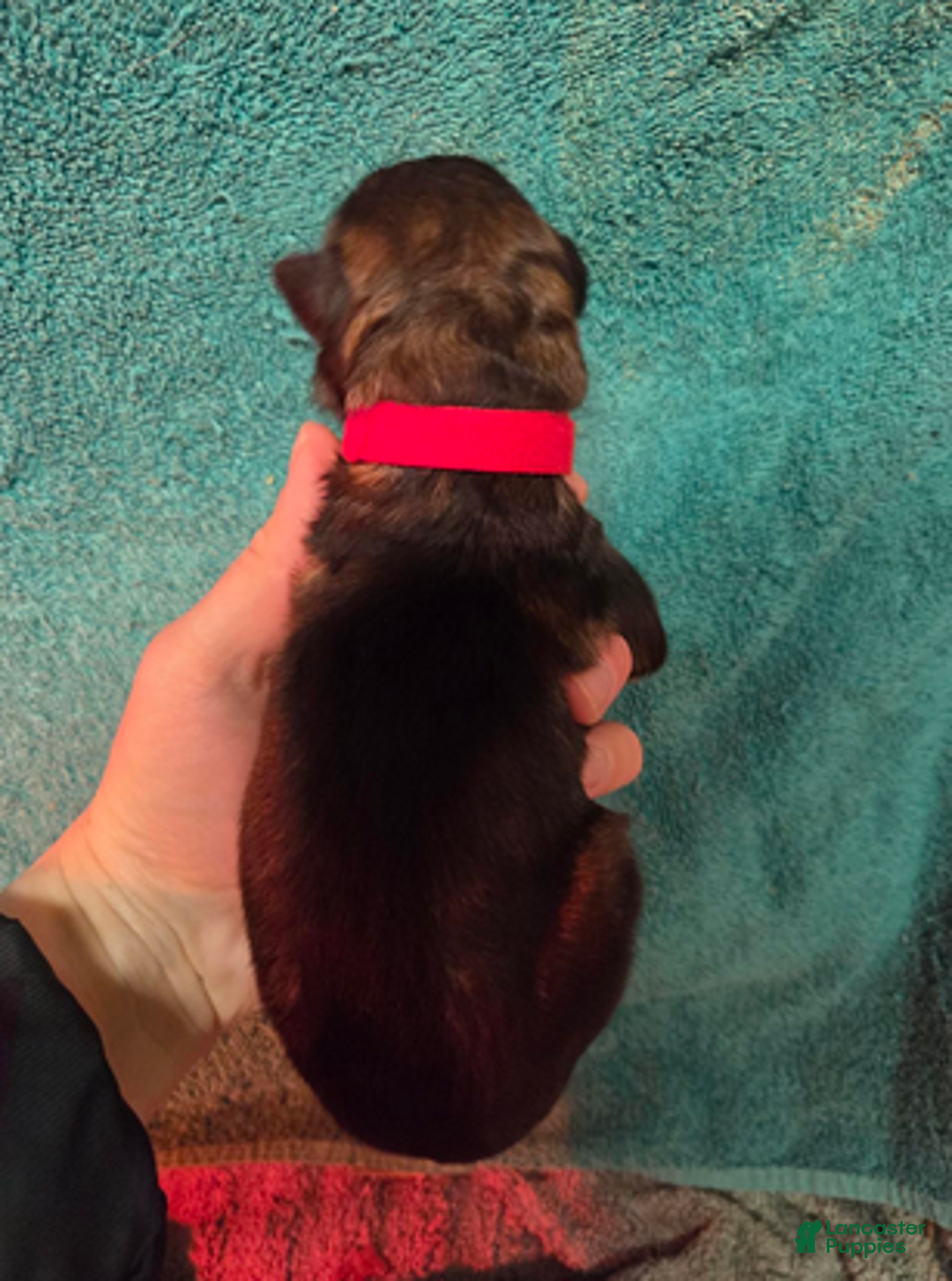 German Shepherd dogs for sale: Red Collar Boy - Ad 4