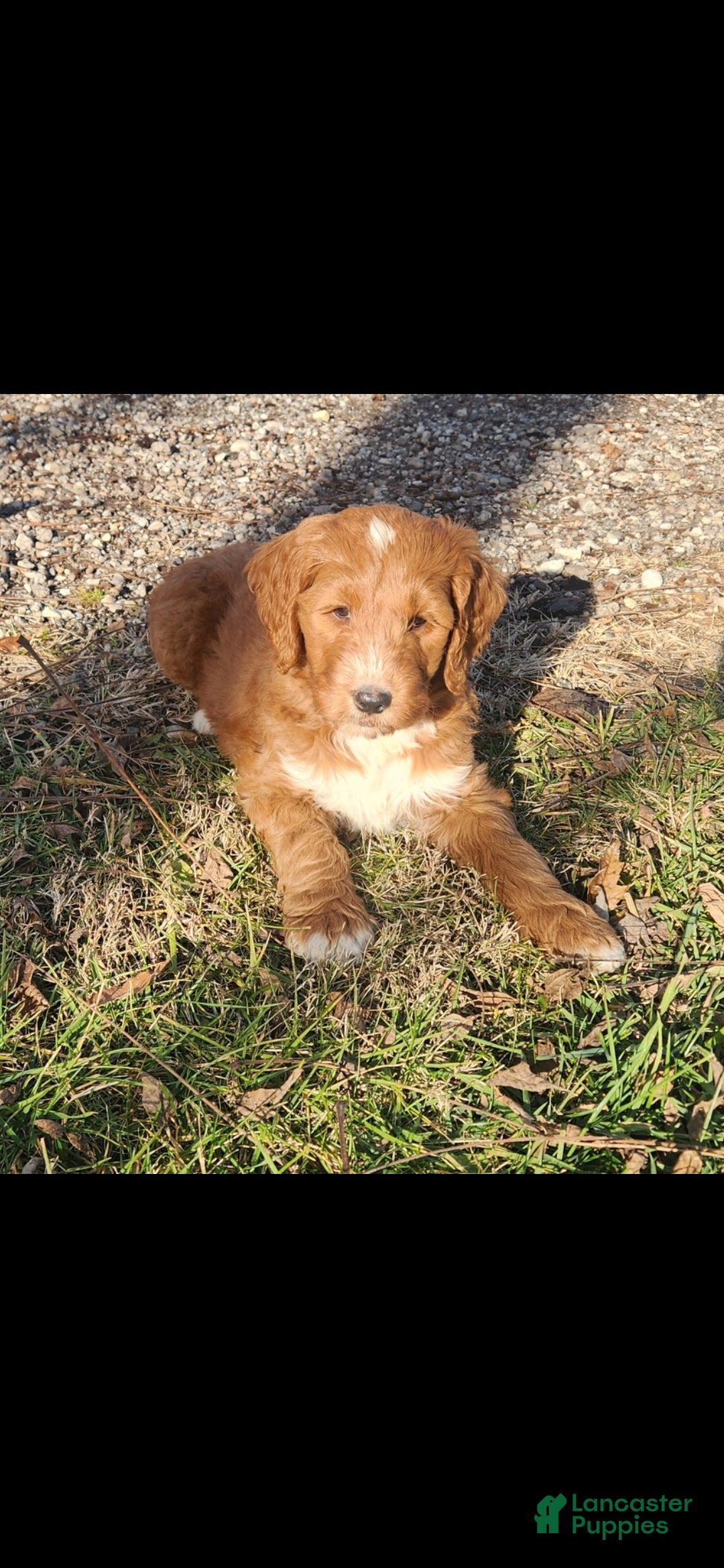 Mixed Breed dogs for sale: Tyler - Ad 1