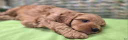 Cockapoo dogs for sale: Cashmere - Ad 9
