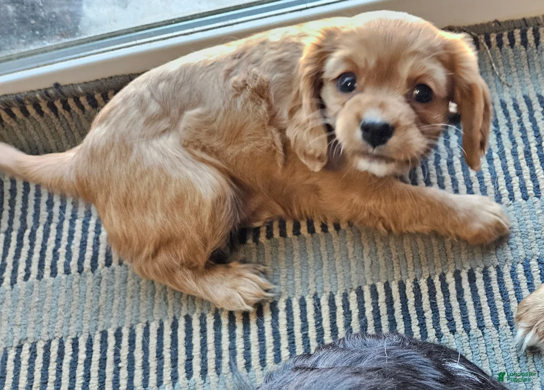 Cavalier King Charles Spaniel dogs for sale: ROSIE - Ad 5