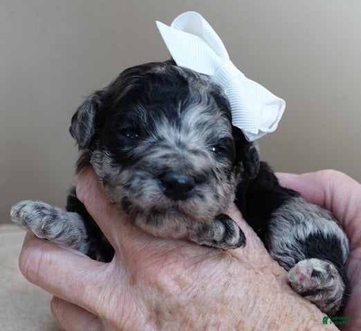 Toy Poodle dogs Nyx blue merle - Ad 42