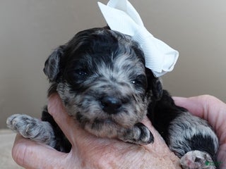 Toy Poodle dogs Nyx blue merle - Ad 42