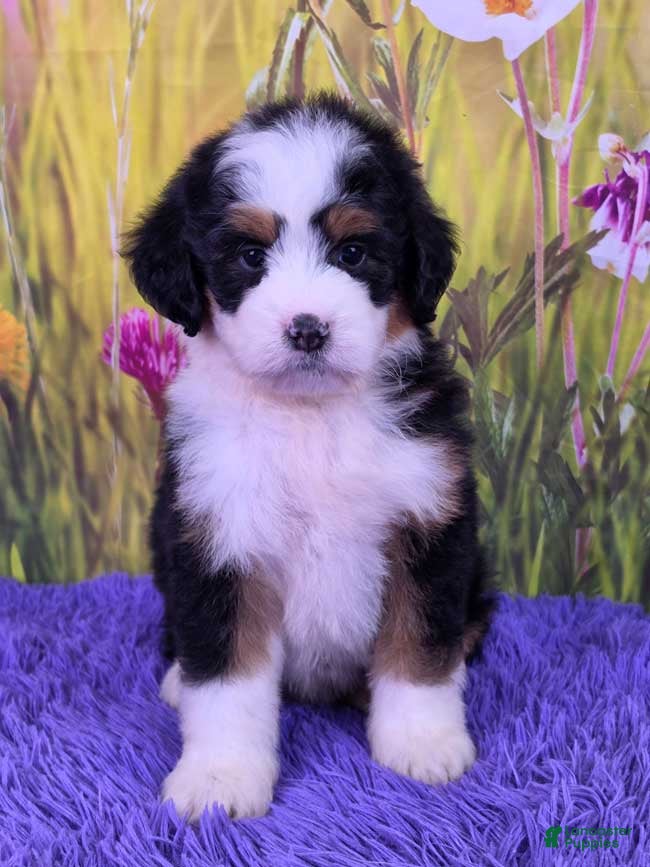 Mini Bernedoodle dogs Willow - Ad 1