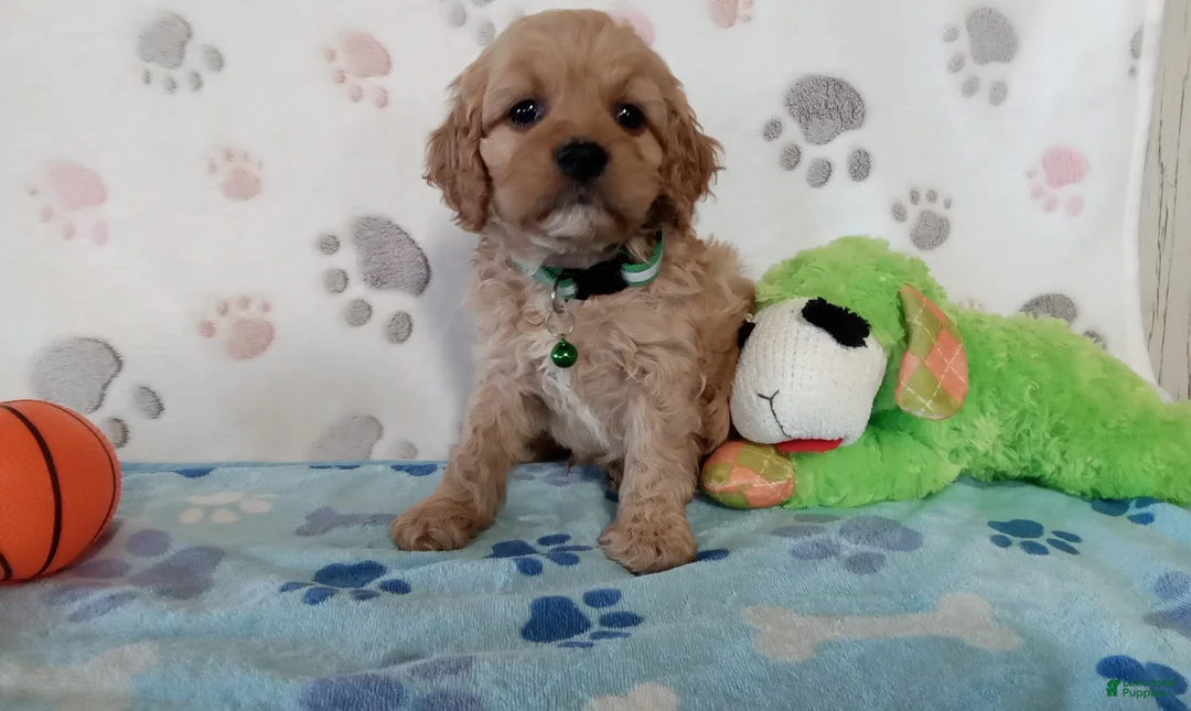Cavapoo dogs for sale: Victor  - Ad 3