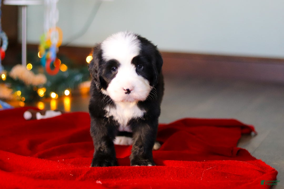 Bernedoodle dogs for sale: Charlie - Ad 6