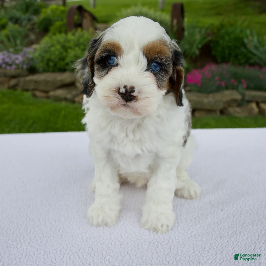 Cavapoo dogs for sale: Joey - Ad 1