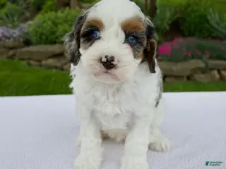 Cavapoo dogs for sale: Joey - Ad 2