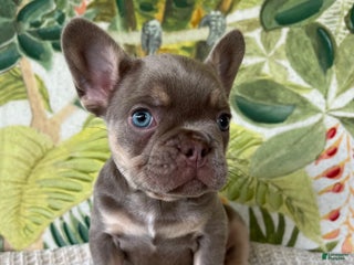 French Bulldog dogs - Ad 5
