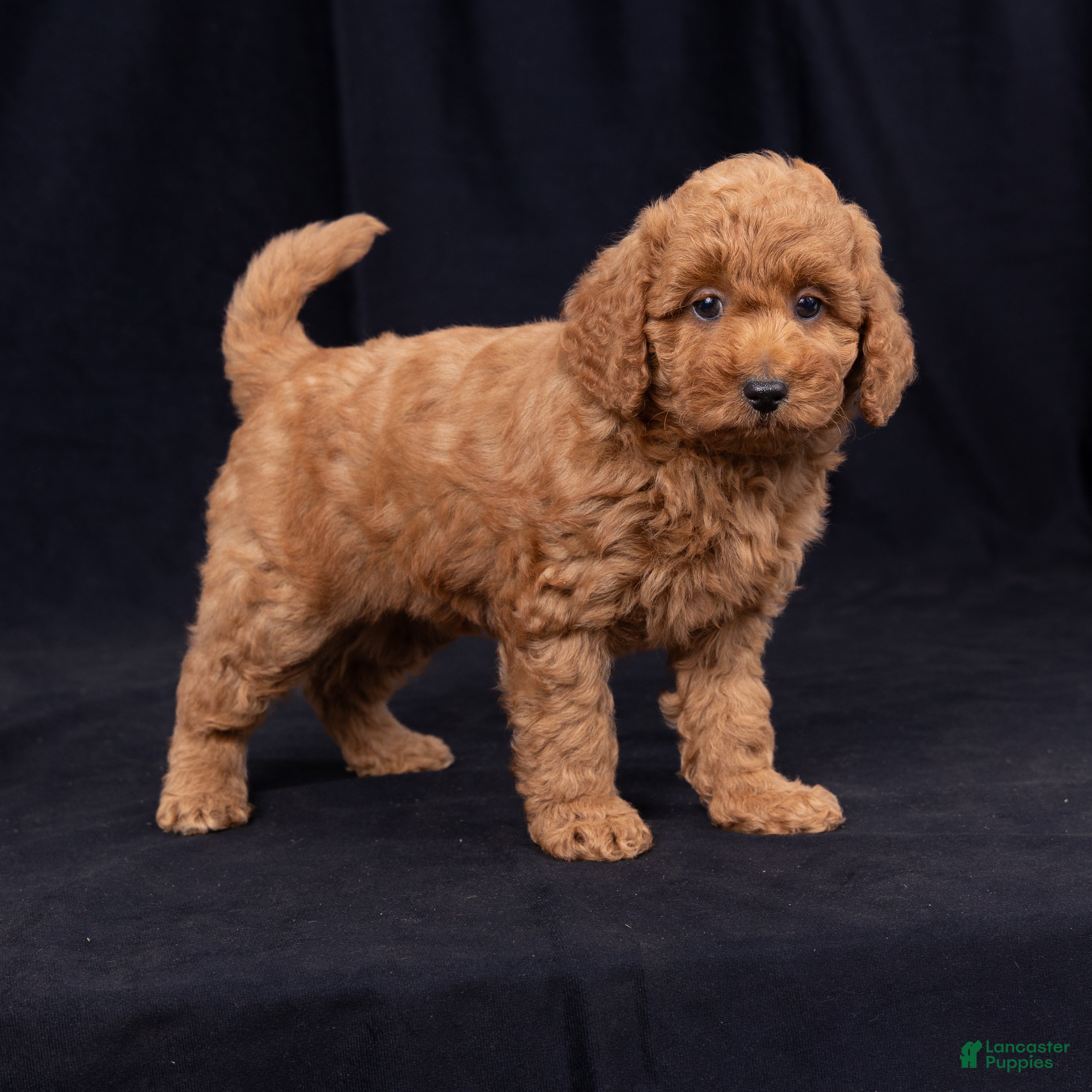 Mini Goldendoodle dogs Katrina - Ad 2