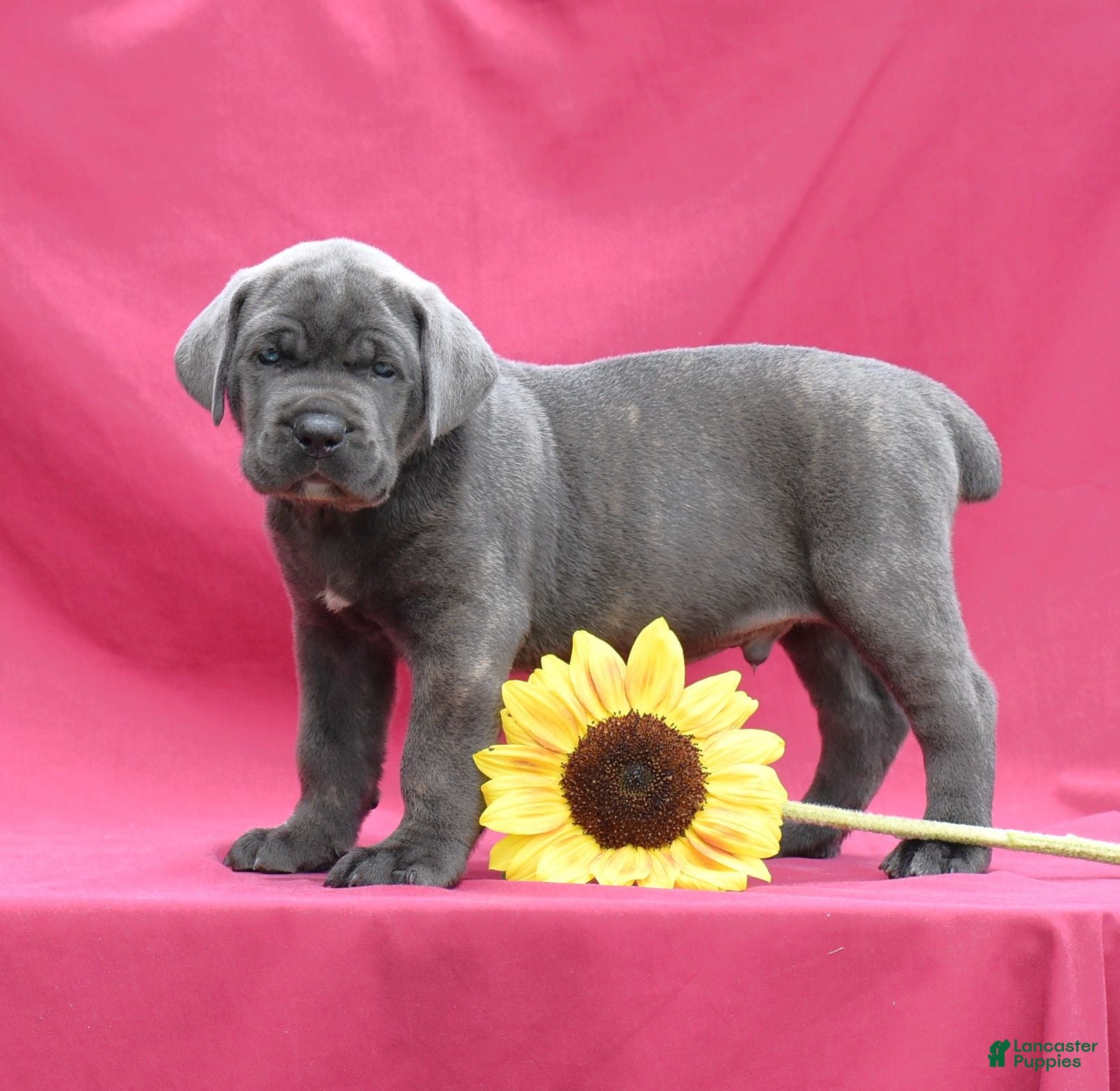 Cane Corso dogs Apollo - Ad 1