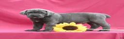 Cane Corso dogs for sale: Apollo - Ad 1