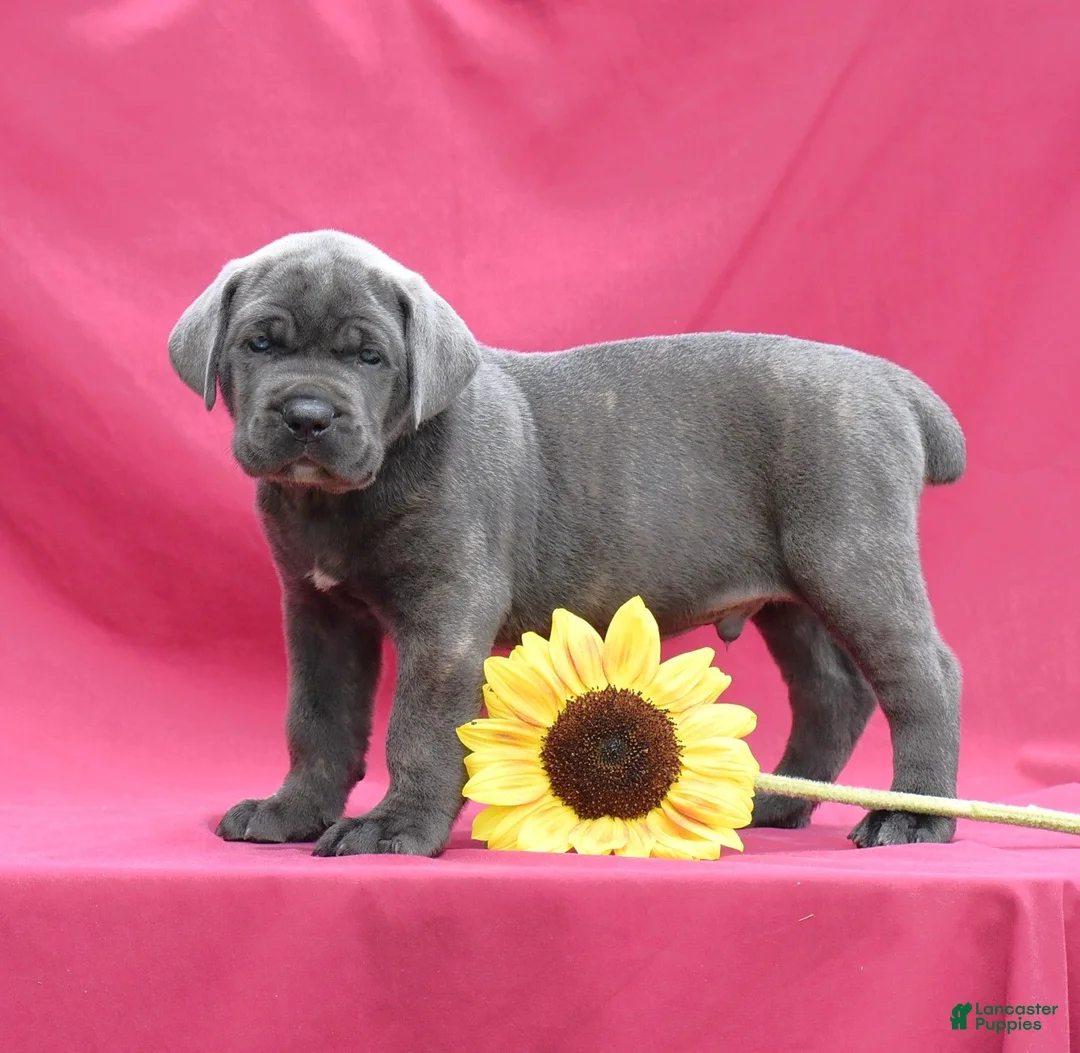 Cane Corso dogs for sale: Apollo - Ad 1