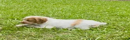 Brittany Spaniel dogs for sale: Maggie - Ad 9