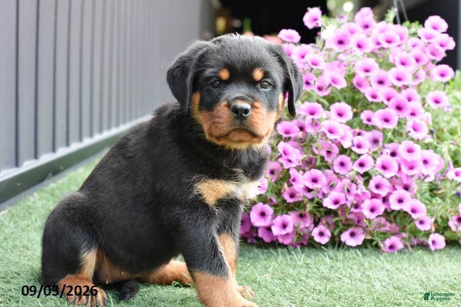 Rottweiler dogs Zenna - Ad 2