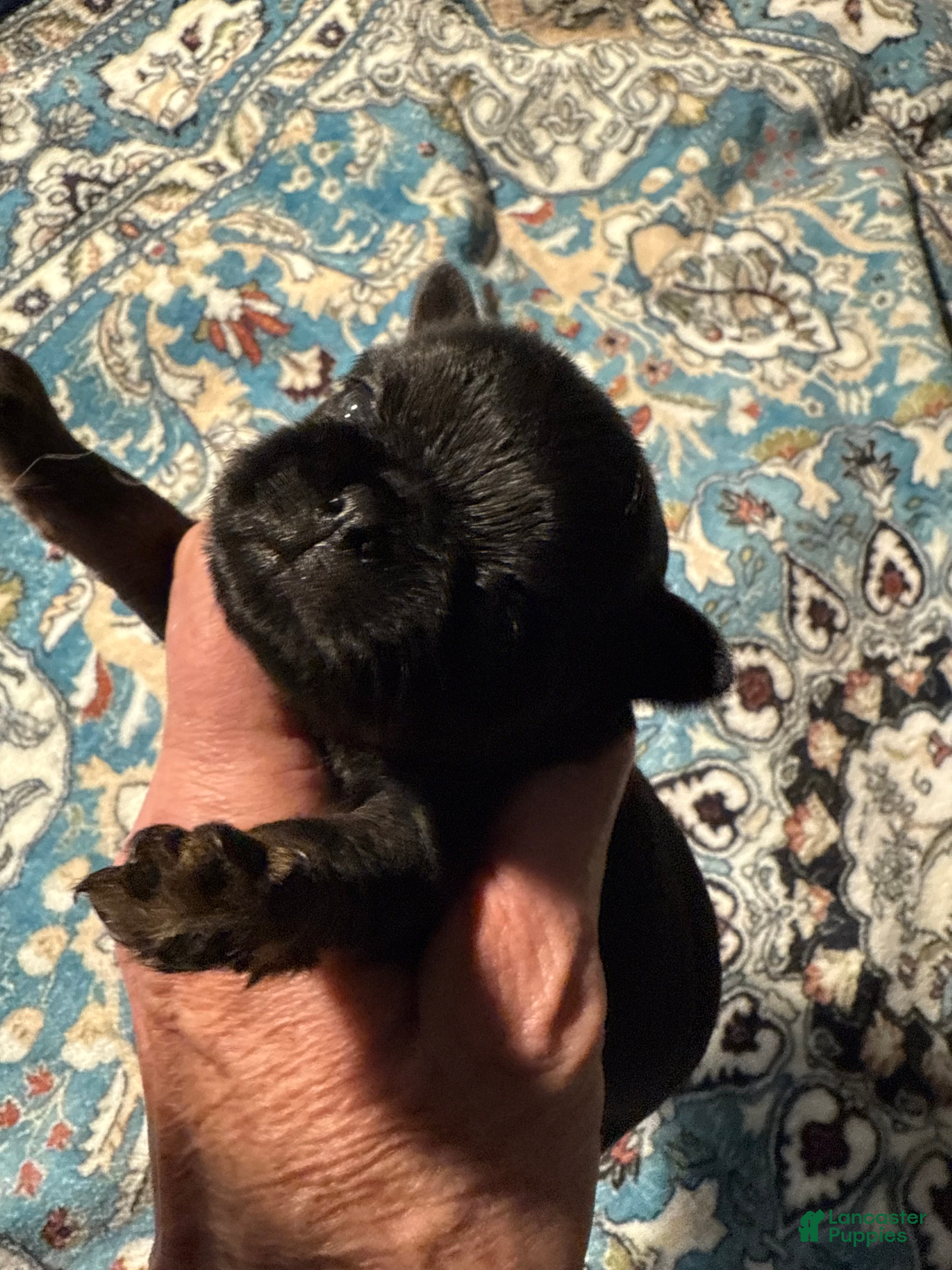 Brussels Griffon dogs Chester - Ad 6