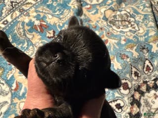 Brussels Griffon dogs Chester - Ad 6