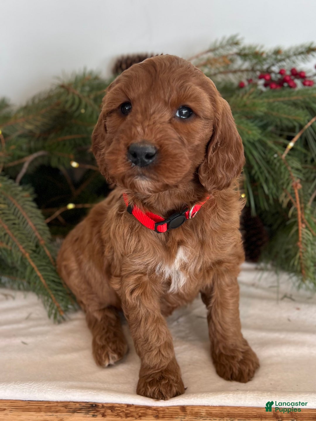 Irish Doodle dogs for sale: Maggie - Ad 4